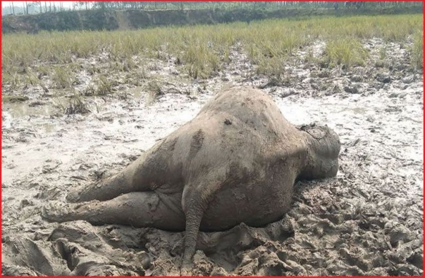 ছবি-সংগৃহীত