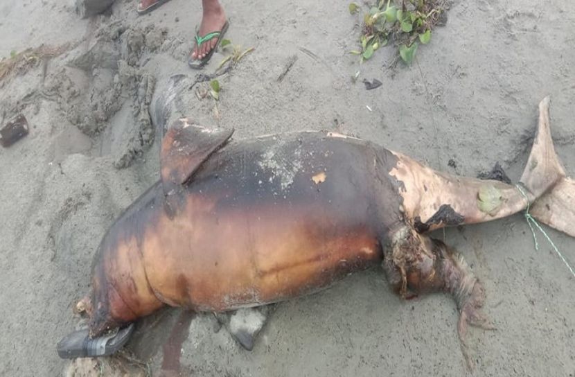 পদ্মা পাড়ে ভেসে এলো মৃত ডলফিন