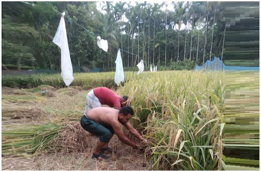 ছবি : সংগৃহিত