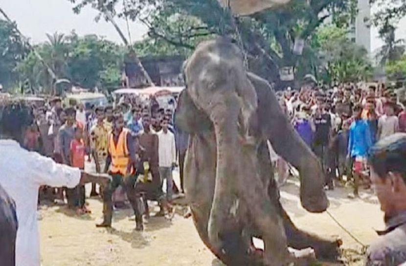 ট্রেনের ধাক্কায় প্রাণ গেল হাতির