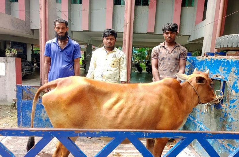 চোরাই গরুসহ আটক ৩