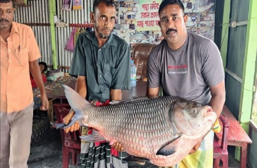 ছবি-সংগৃহীত
