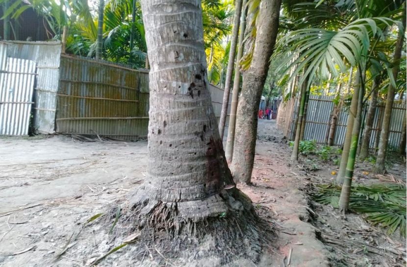 মুক্তিযোদ্ধার বসতভিটা দখলের অভিযোগ