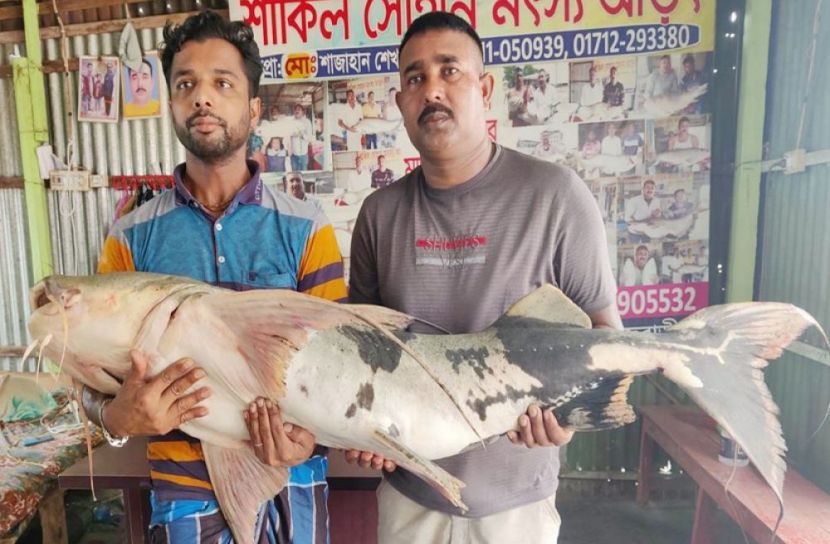ছবি-সংগৃহীত