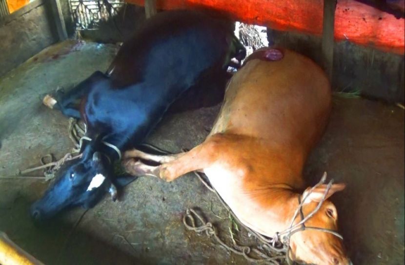 চুরি করতে না পেরে গরুকে হত্যা