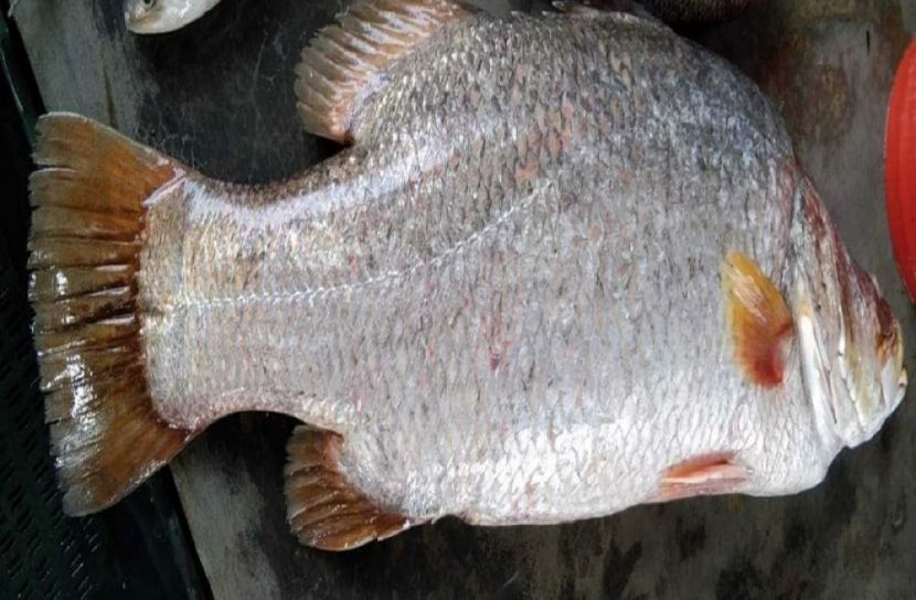 ছবি-সংগৃহীত