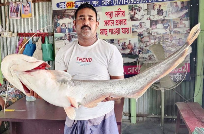 ছবি-সংগৃহীত