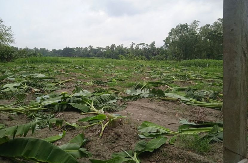 রাতের আঁধারে ৩৫০টি কলাগাছ কর্তন