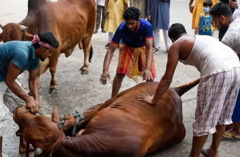১ কোটি ৪১ হাজার পশু কোরবানি