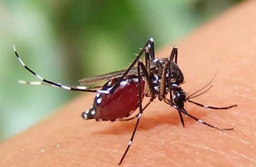 ফাইল ছবি