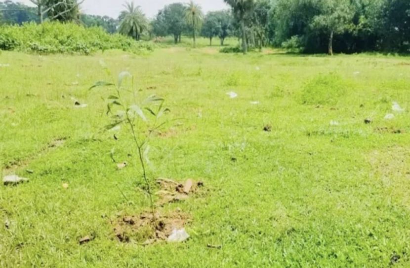 গাছের চাড়া ধ্বংসের অভিযোগে মামলা
