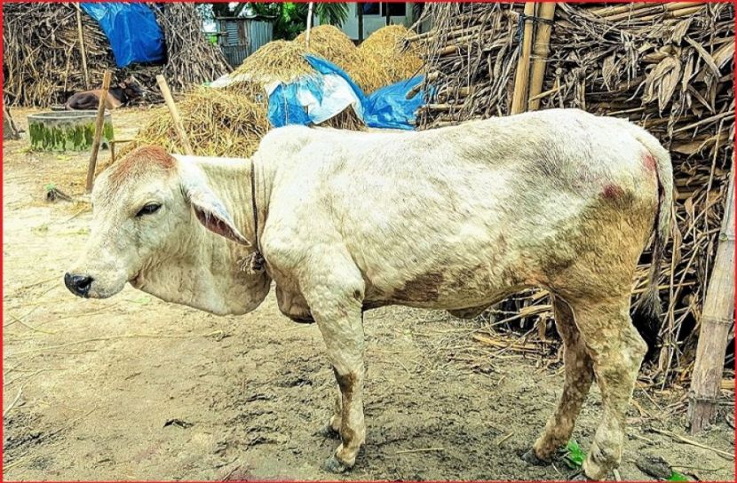 ছবি : সংগৃহিত