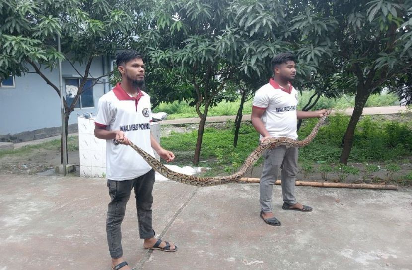 ১২ ফুট দৈর্ঘ্যের অজগর উদ্ধার