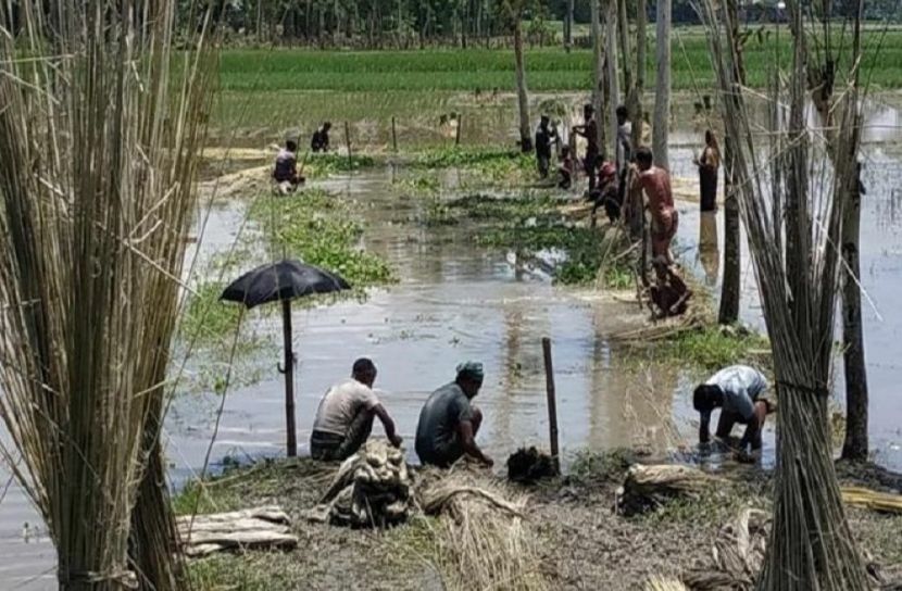 গাইবান্ধায় পাট নিয়ে বিপাকে কৃষক