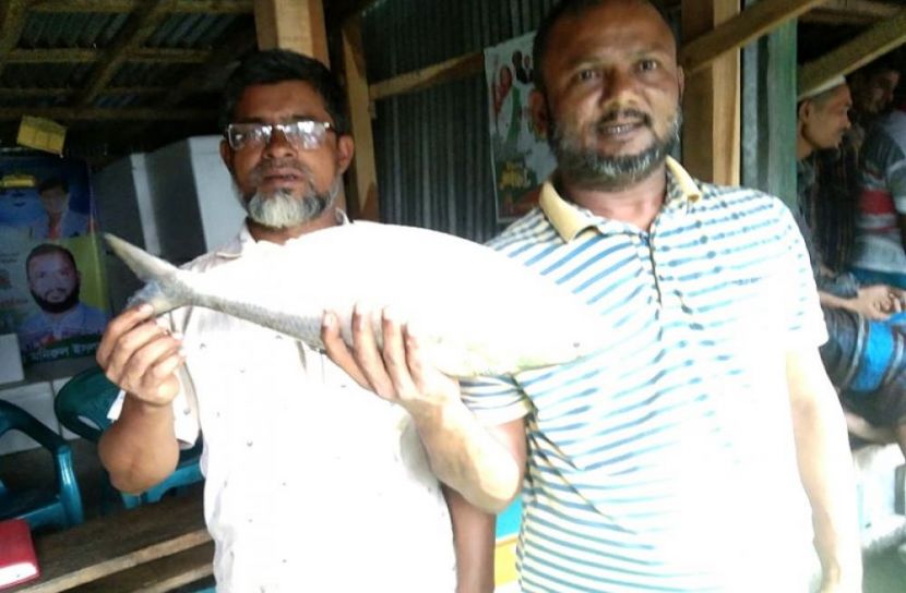 এক ইলিশ ৪৬০০ টাকায় বিক্রি
