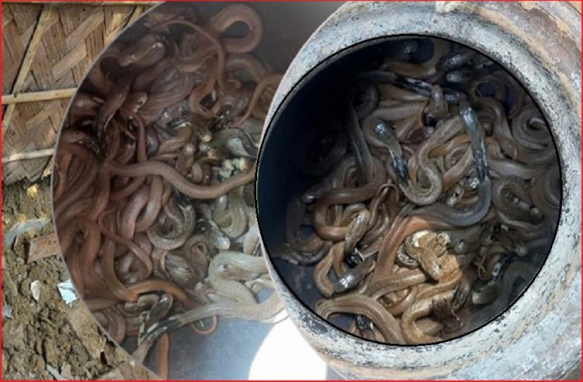 ছবি : সংগৃহিত