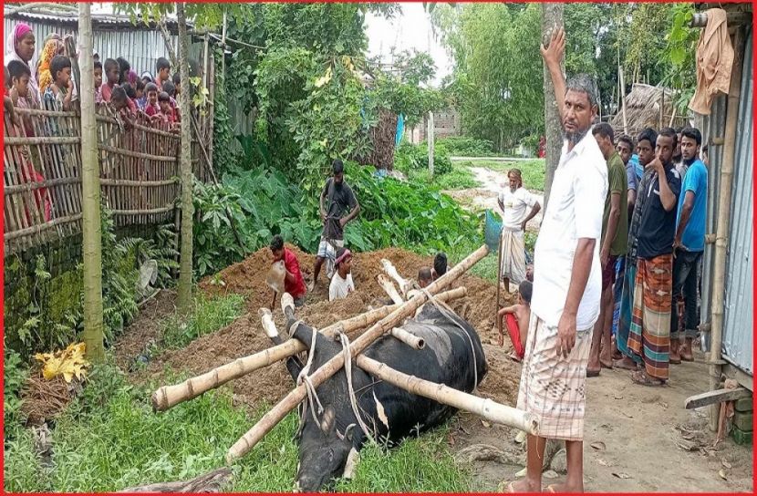 ছবি : সংগৃহিত