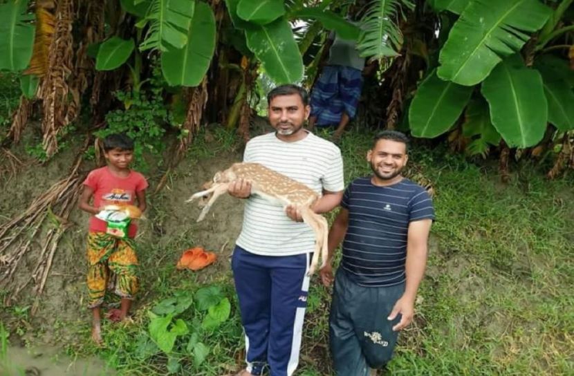 সুবর্ণচরে হরিণ শাবক প্রসব 