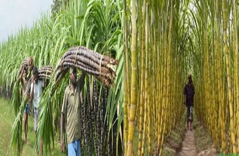 ছবি : সংগৃহিত