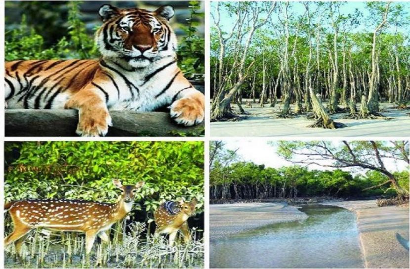 সুন্দরবনে বাড়ছে পর্যটন কেন্দ্র