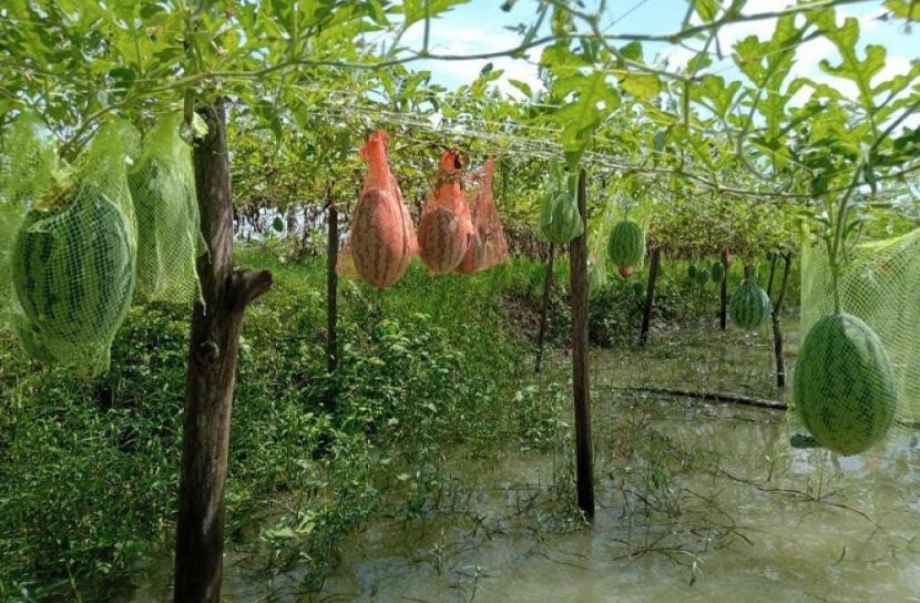 অসময়ে তরমুজ চাষে সফল কৃষকরা