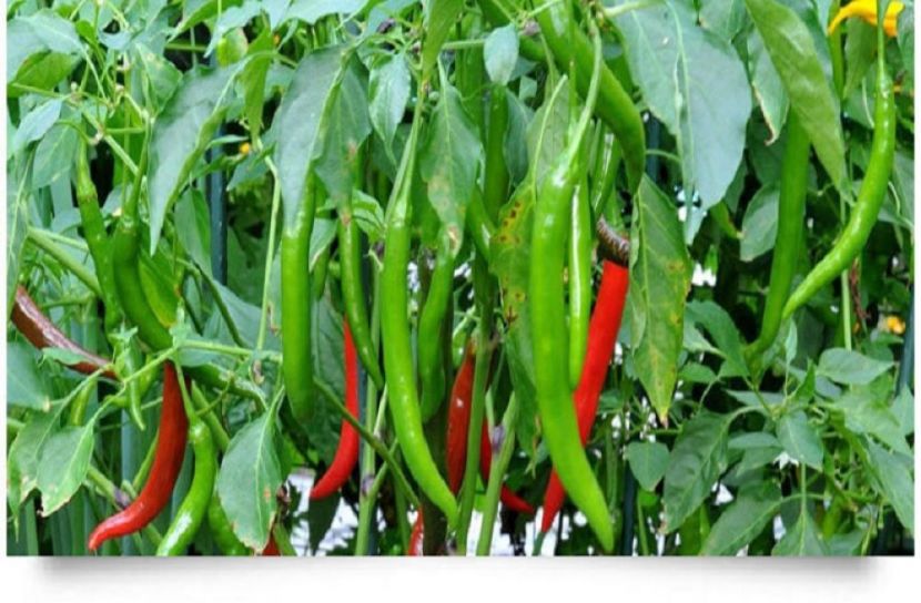 ছবি-সংগৃহীত