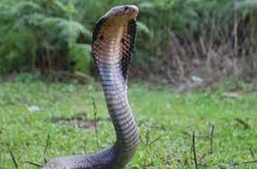 ছবি-সংগৃহীত