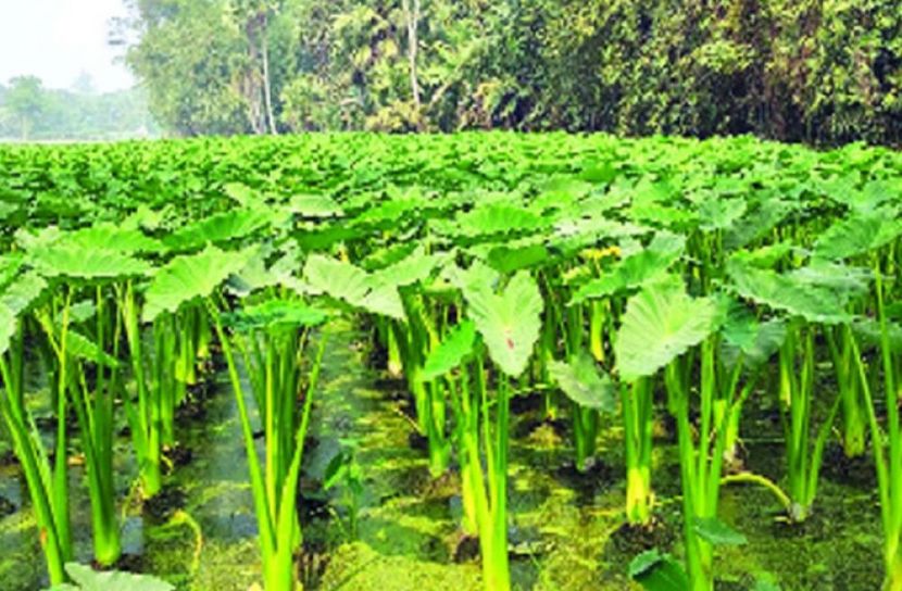 ফকিরহাটে লতিরাজ কচু চাষে কৃষকের সাফল্য!