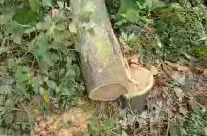 বাগেরহাটে বনায়নের গাছ কাটার অভিযোগ