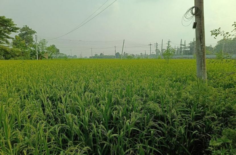 ফুলবাড়ীতে আমন মৌসুমে বাম্পার ফলনের সম্ভাবনা