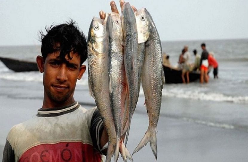 নিষেধাজ্ঞা শেষে ইলিশ ধরা শুরু