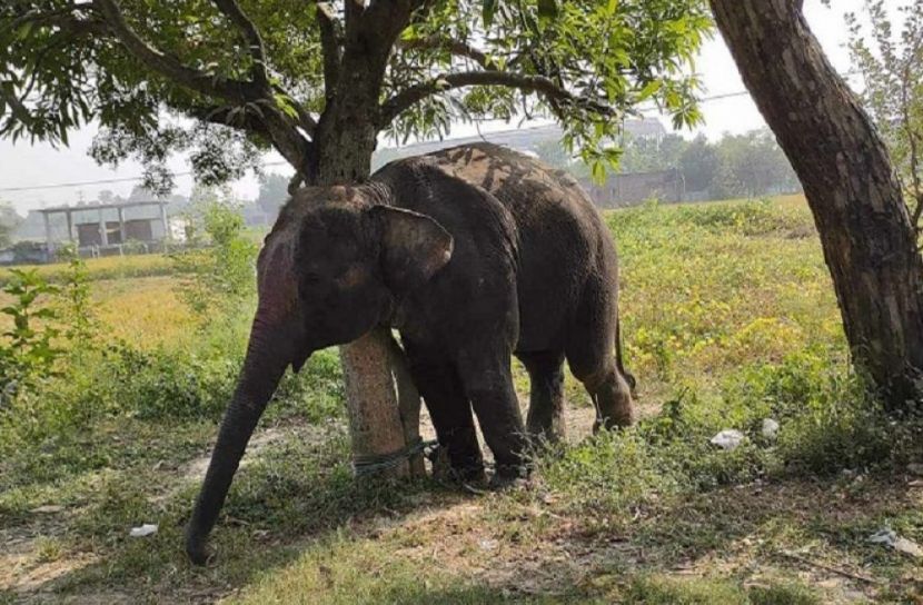 হাতির আক্রমণ, শিশুর মৃত্যু