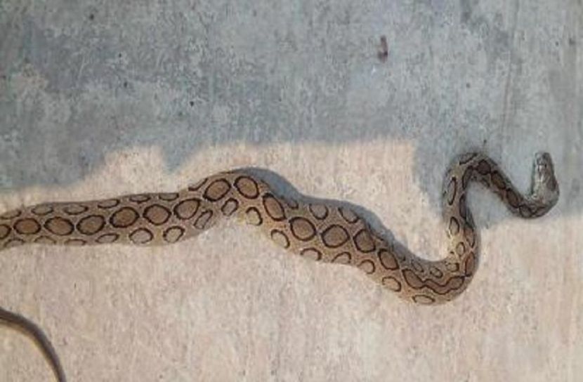 সংগৃহীত