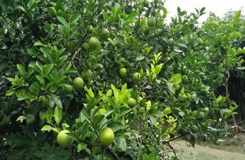 সংগৃহীত ছবি