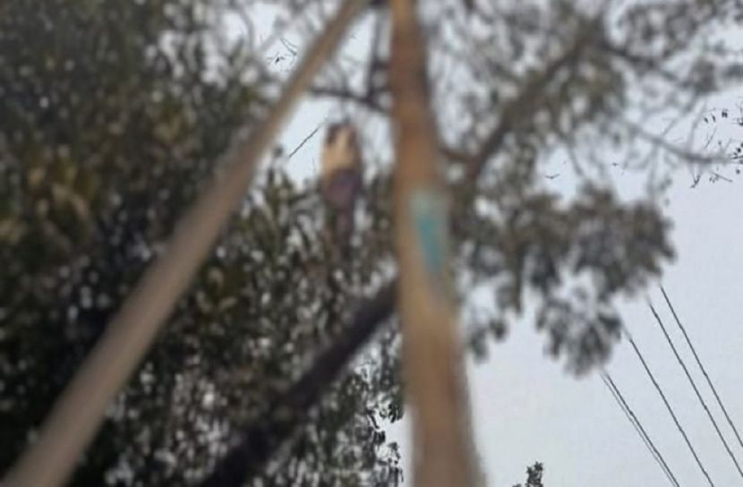 সংগৃহীত ছবি