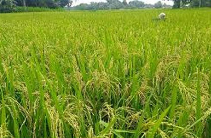 ছবি: সান নিউজ