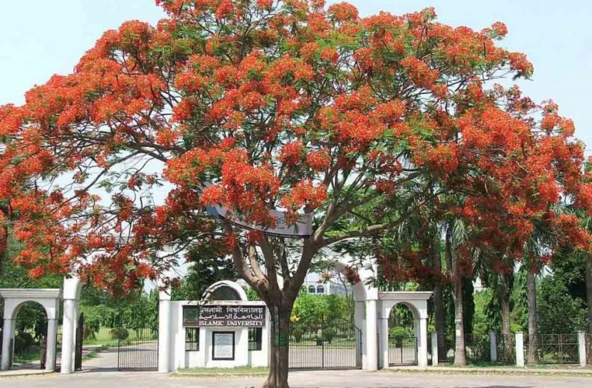 ছবি: সান নিউজ