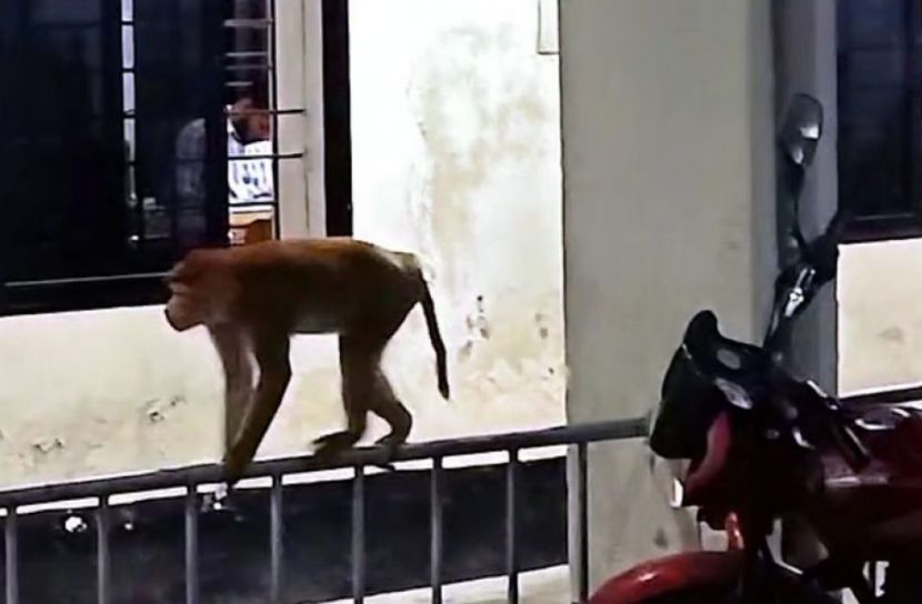 খুনের মামলার আসামির সঙ্গে থানায় বানর