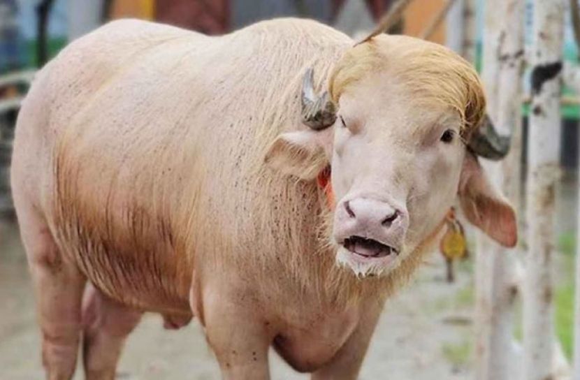 খামারি কোরবানির পশুর নাম রাখলেন ‘ডোনাল্ড ট্রাম্প’