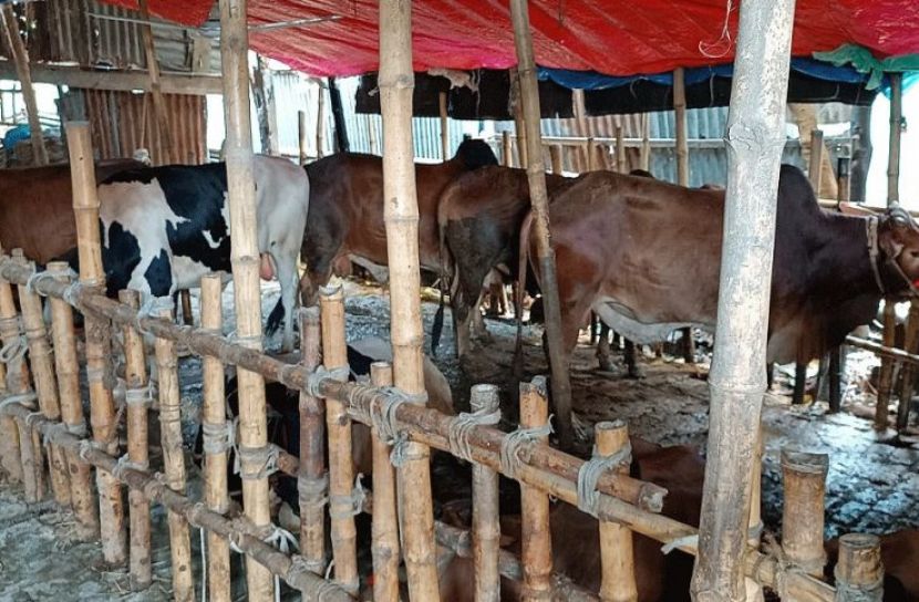 গরুর জন্য ‘আবাসিক হোটেল’