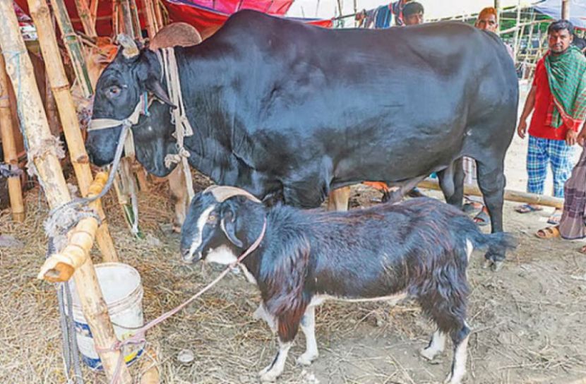২০ লাখ টাকায় বিক্রি হলো আলোচিত ‘কালো মানিক’