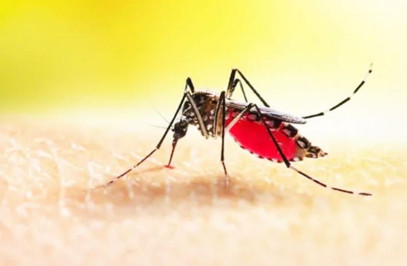 ডেঙ্গুতে ২৪ ঘণ্টায় আরও ১ মৃত্যু, হাসপাতালে ভর্তি ১১৩