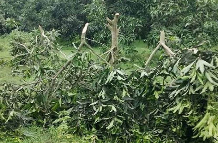 পূর্ব শত্রুতার জেরে ৬০টি আম গাছ কাটল প্রতিপক্ষ