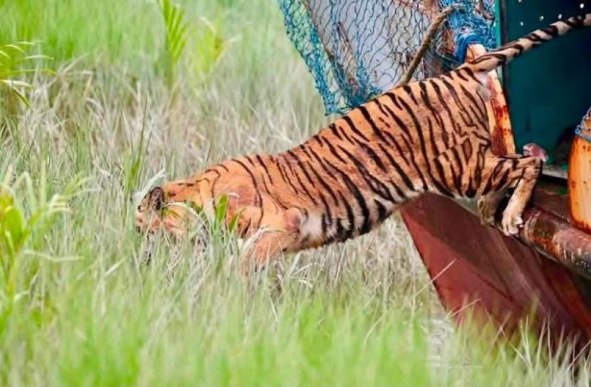 চিকিৎসা শেষে সুন্দরবনে ফিরল বাঘ