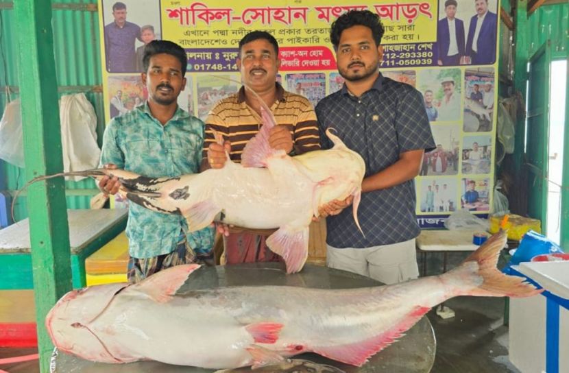 গোয়ালন্দে পদ্মার দুটি মাছ ৬৭ হাজার ৬০০ টাকায় বিক্রি