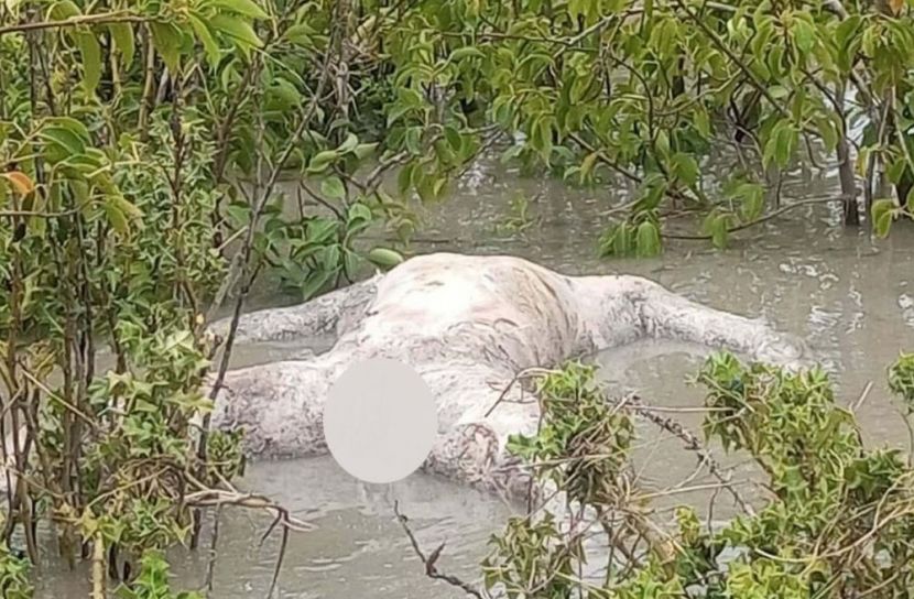 হাতিয়াতে জোয়ারে ভেসে আসা মরদেহ পড়ে রইল কেওড়া বাগানে