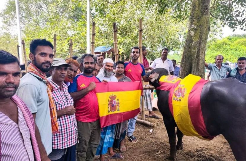 স্পেন-আর্জেন্টিনা ফাইনাল ঘিরে মহিষ ভোজের আয়োজন