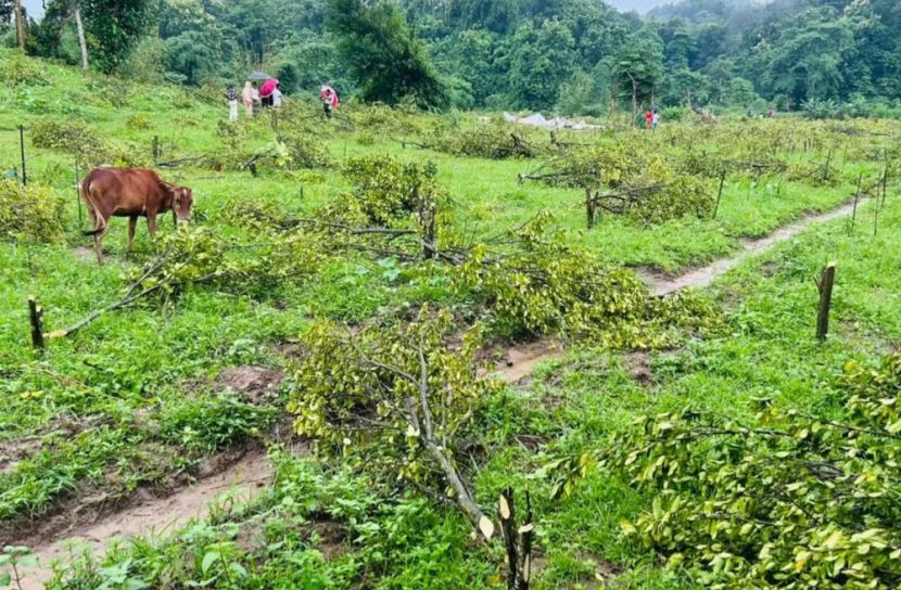 কমলগঞ্জে ১২'শ গাছ কাটল বন বিভাগ