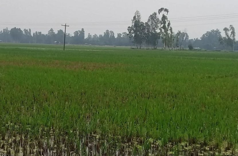 ছবি: সান নিউজ