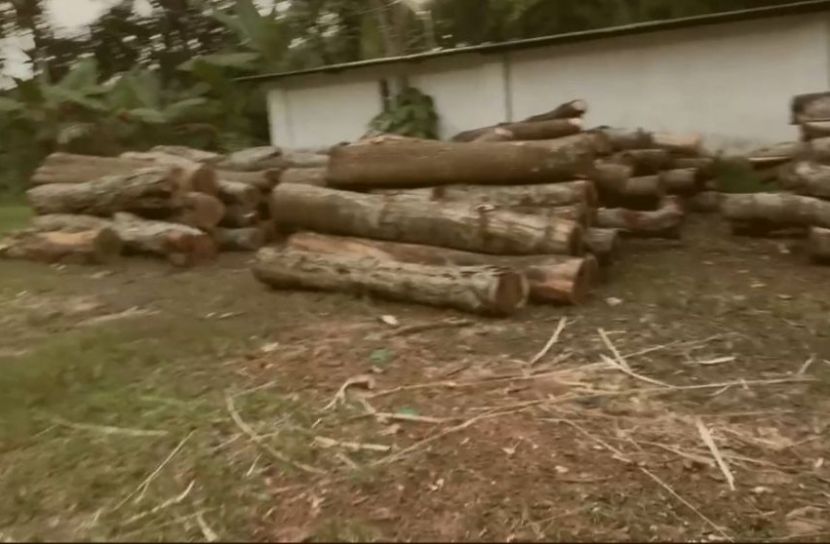 বনাঞ্চল ধ্বংস হচ্ছে বৈধ-অবৈধ করাতকলে